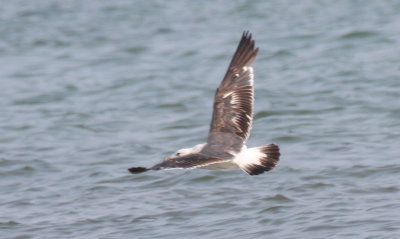 Lesser Black-backed Gull (2nd cycle) - Duxbury Beach, MA (Crescent Beach - Plymouth) - July 12, 2015