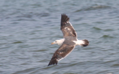 Lesser Black-backed Gull (2nd cycle) - Duxbury Beach, MA (Crescent Beach - Plymouth) - July 12, 2015