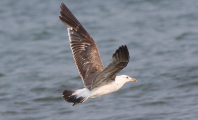 Lesser Black-backed Gull (2nd cycle) - Duxbury Beach, MA (Crescent Beach - Plymouth) - July 12, 2015