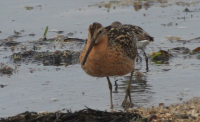 Short-billed Dowitcher (hendersoni) - Duxbury Beach,MA  - July 13, 2015 [1 of 2] 