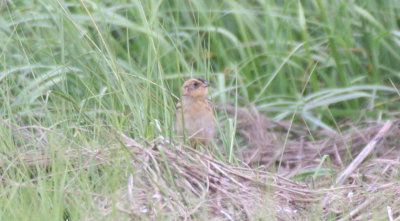 Nelson's Sparrow  -  Duxbury Beach, MA (Saquish)  -  July 18, 2015