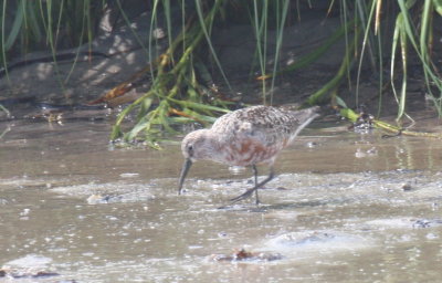 Curlew Sandpiper (rare) - Duxbury Beach, MA (at Crescent Beach) - August 26, 2015