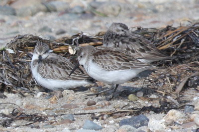 Western Sandpiper (juvenile) - Duxbury Beach, MA - September 14, 2015 