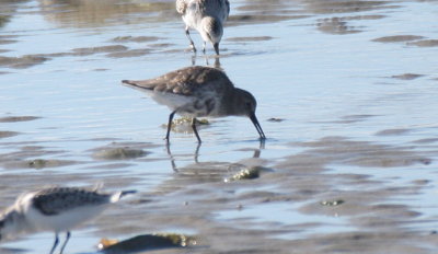 Dunlin - Duxbury Beach, MA - September 14, 2015   (first of fall)