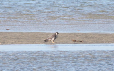 Peregrine Falcon - Duxbury Beach, MA - September 15, 2015  on Crescent Beach flats