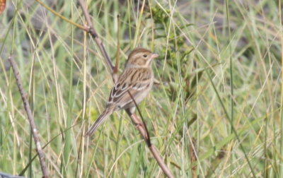 Clay-colored Sparrow - Duxbury Beach, MA - September 16, 2015  (pix 1 of 2)