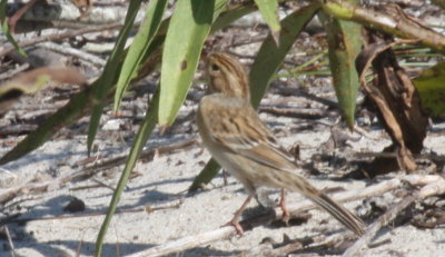 Clay-colored Sparrow - Duxbury Beach, MA - September 16, 2015  (pix 2 of 2)