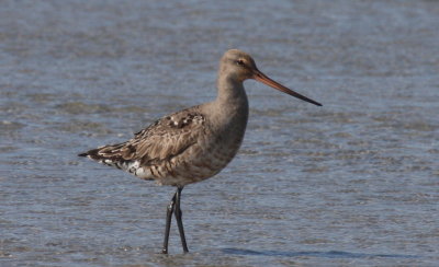 Hudsonian Godwit  - Duxbury Beach, MA  -  September 21, 2016    on Crescent Beach  (pix 1 of 3)