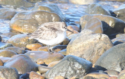 Western Sandpiper - Duxbury Beach, MA - October 6, 2015