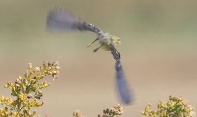 Blackpoll Warbler - Duxbury Beach, MA - October 6, 2015 - note yellow feet - diagnostic