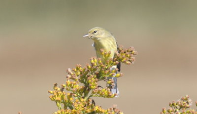 Blackpoll Warbler - Duxbury Beach, MA - October 6, 2015