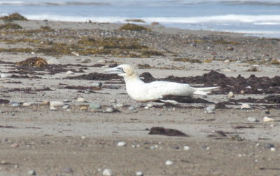 Gannet on shore (food stuck in throat) - Duxbury Beach, MA - October 6, 2015