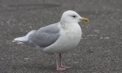 Birds photographed in 2015 not on Duxbury Beach
