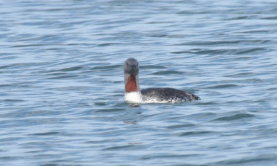 Shots taken on Duxbury Beach_Gurnet_Saquish June, 2016