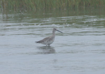 160901 IMG_6558_Willet at Crescent poss Western.jpg