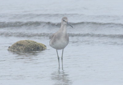 160901 IMG_6584_Willet at Crescent poss Western.jpg