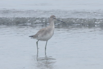 160901 IMG_6585_Willet at Crescent poss Western.jpg