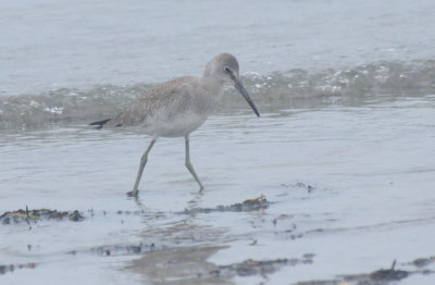 160901 IMG_6600_Willet at Crescent poss Western.jpg