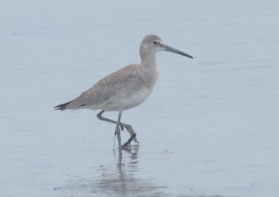 160901 IMG_6602_Willet at Crescent poss Western.jpg