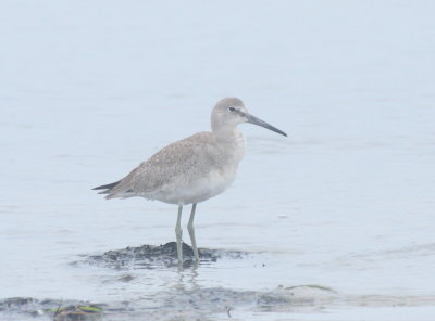 160901 IMG_6614_Willet at Crescent poss Western.jpg