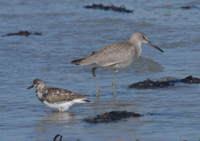 160902 IMG_6653 juv Western Willet - w-RUTU for size.jpg