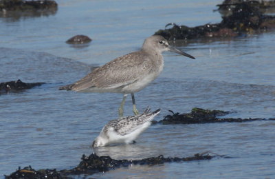 160902 IMG_6660 juv Western Willet - w-SAND for size.jpg