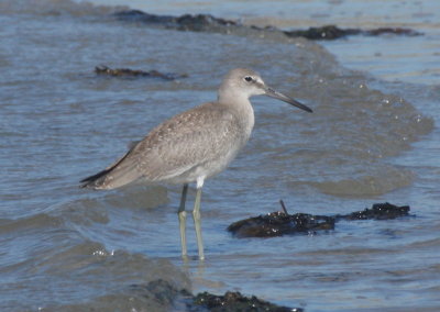 Juv. Western Willet - Duxbury Beach, MA -Sept. 2, 2016   - note long legs