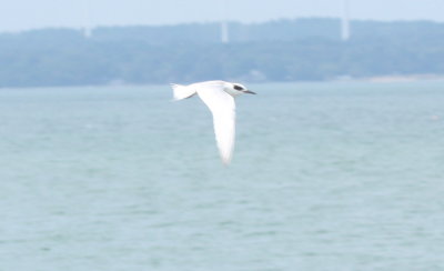 160829 IMG_6478_Forsters Tern at High Pines.jpg