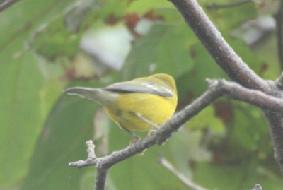 Blue-winged Warbler - Duxbury Beach, MA - September 10, 2016 at High Pines
