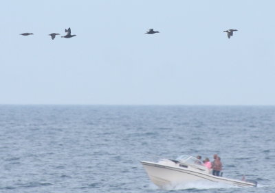 White-winged Scoters - Duxbury Beach, MA - September 10, 2016 off 3rd crossover