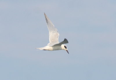 Forster's Tern - Duxbury Beach, MA - September 10, 2016 at High Pines