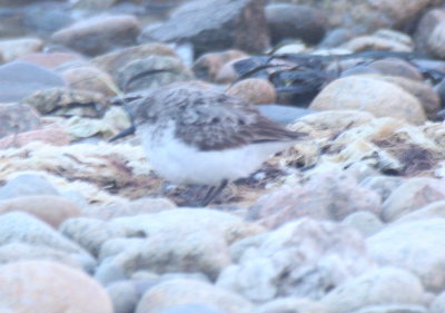 Western Sandpiper - Duxbury Beach, MA - September 10, 2016 - bayside rocks