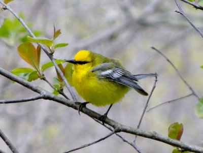 Point Pelee 2013