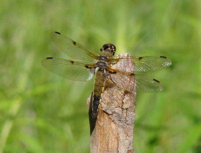 Four-spotted Skimmer (Libellula quadrimaculata)