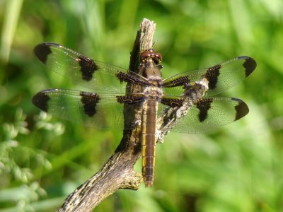 Twelve-spotted Skimmer (Libellula pulchella)