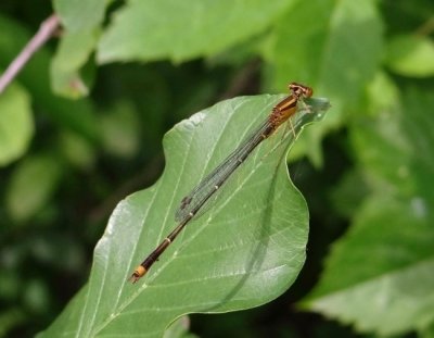 Orange Bluet (Enallagma stignaum)