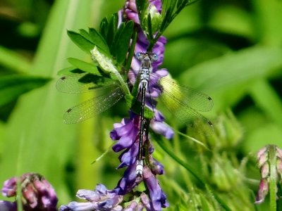 Lyre-tipped Spreadwing (Lestes unguiculatus)