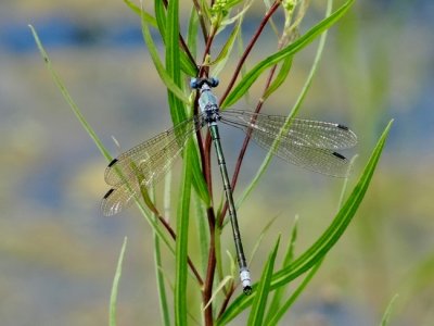Amber-winged Spreadwing (Lestes eurinus)