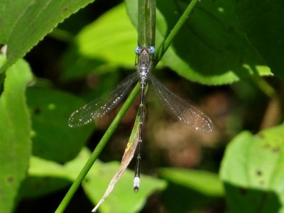 Spotted Spreadwing (Lestes congener) 