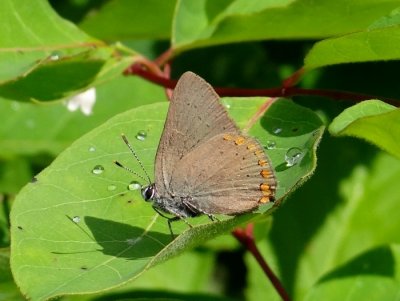 Coral Hairstreak (Satyrium titus)