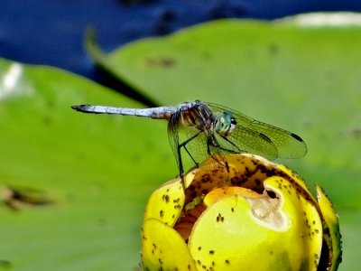 Blue Dasher (Pachydiplax longipennis)