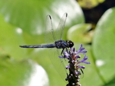 Slaty Skimmer (Libellula incesta)