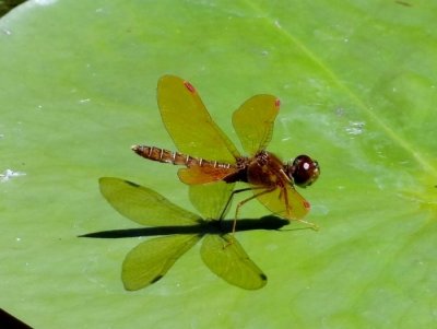 Eastern Amberwing (Perithemis tenera)