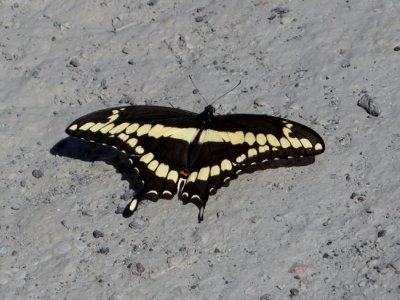 Giant Swallowtail (Papilio cresphontes)