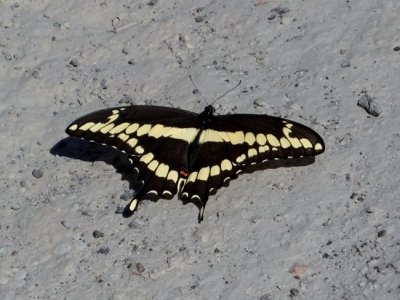 Giant Swallowtail  (Papilio cresphontes)