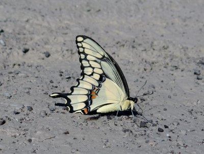 Giant Swallowtail  (Papilio cresphontes)