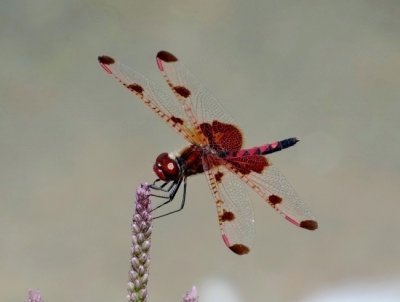 Calico Pennant (Celithemis elisa)