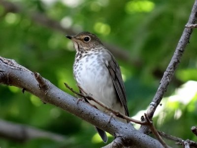 Swainson's Thrush