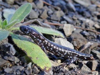 Blue Spotted Salamander (Ambystoma laterale)