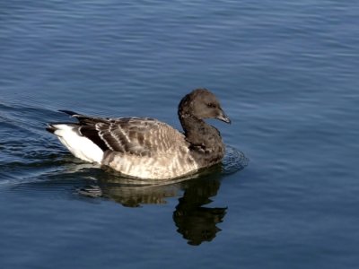 Brant (Branta bernicla)